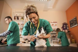 Questions to Ask a Vet Tech About Their Job